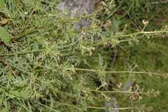 Scrophularia elatior